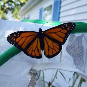 Meet your Posher, Pat